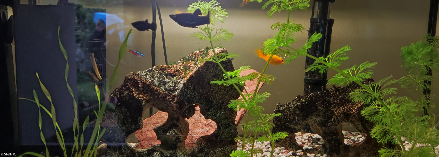unser Aquarium