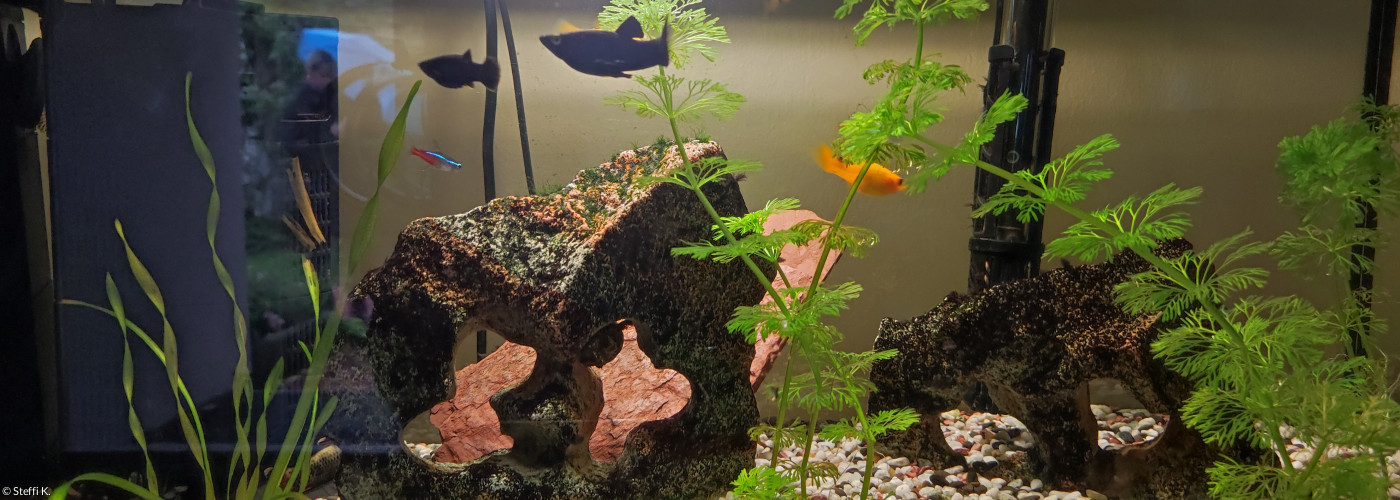 unser Aquarium