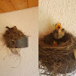 Eine Amsel brütete im Eingang des Kinderhauses 4 Eier aus. Die Babys flogen kurz vor den Sommerferien davon.