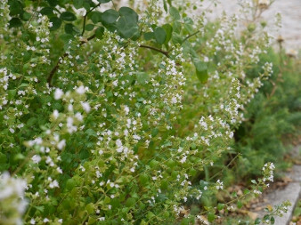 Garten der Bibel: Bergminze