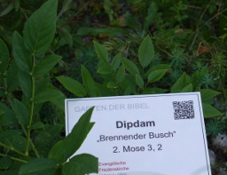 Garten der Bibel: Dipdam