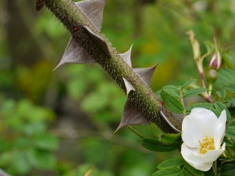 Garten der Bibel: Dornen