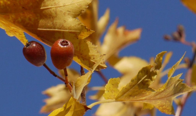 Garten der Bibel: Elsbeere im Herbst