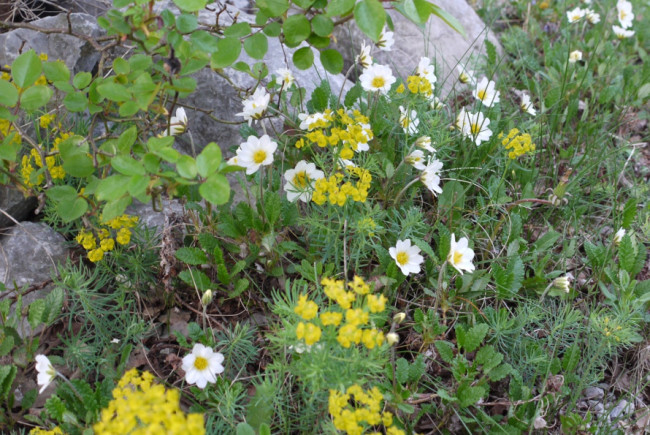 Garten der Bibel: Frühjahrsblüten