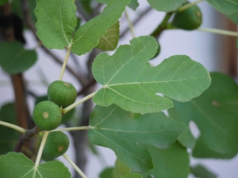 Garten der Bibel: Feige