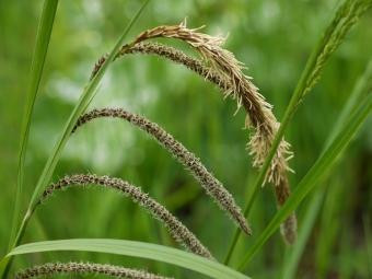 Garten der Bibel: Gras