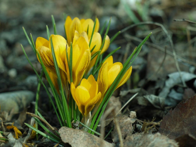 Garten der Bibel: Krokus