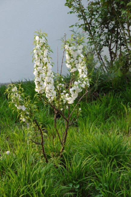 Garten der Bibel: Mandelbaum