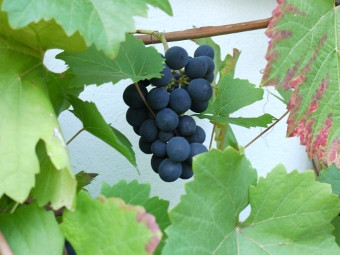 Garten der Bibel: Weinstock mit Rebe